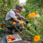 photo d'une femme qui récolte des légumes