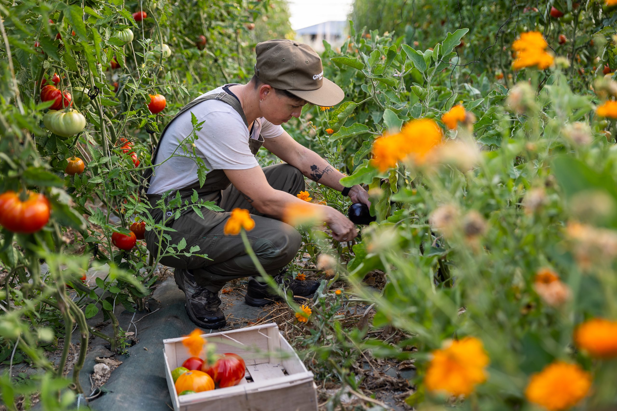 photo d'une femme qui récolte des légumes