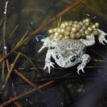 photo d'un alyte accoucheur, espèce de crapaud endémique d'Aunis Sud