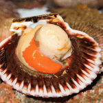 Coquillage, illustration du documentaire : Fruits de mer, de la mer à l'assiette.