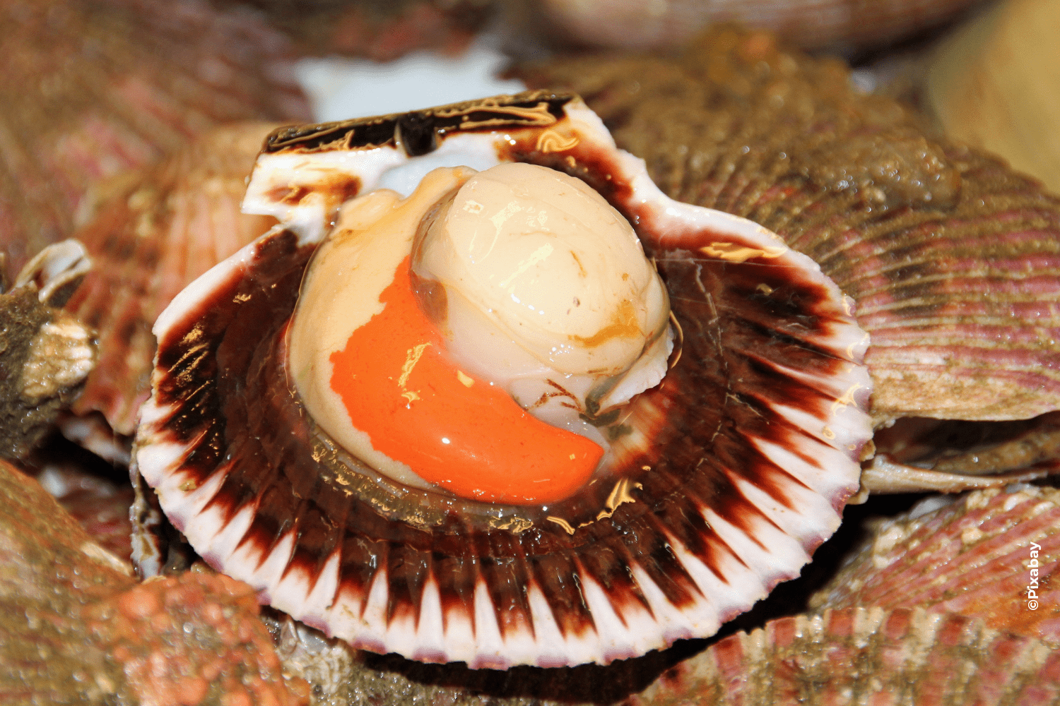 Coquillage, illustration du documentaire : Fruits de mer, de la mer à l'assiette.