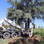 Photo du déplacement du grand cèdre à proximité de la gare de Surgères avec une transplanteuse